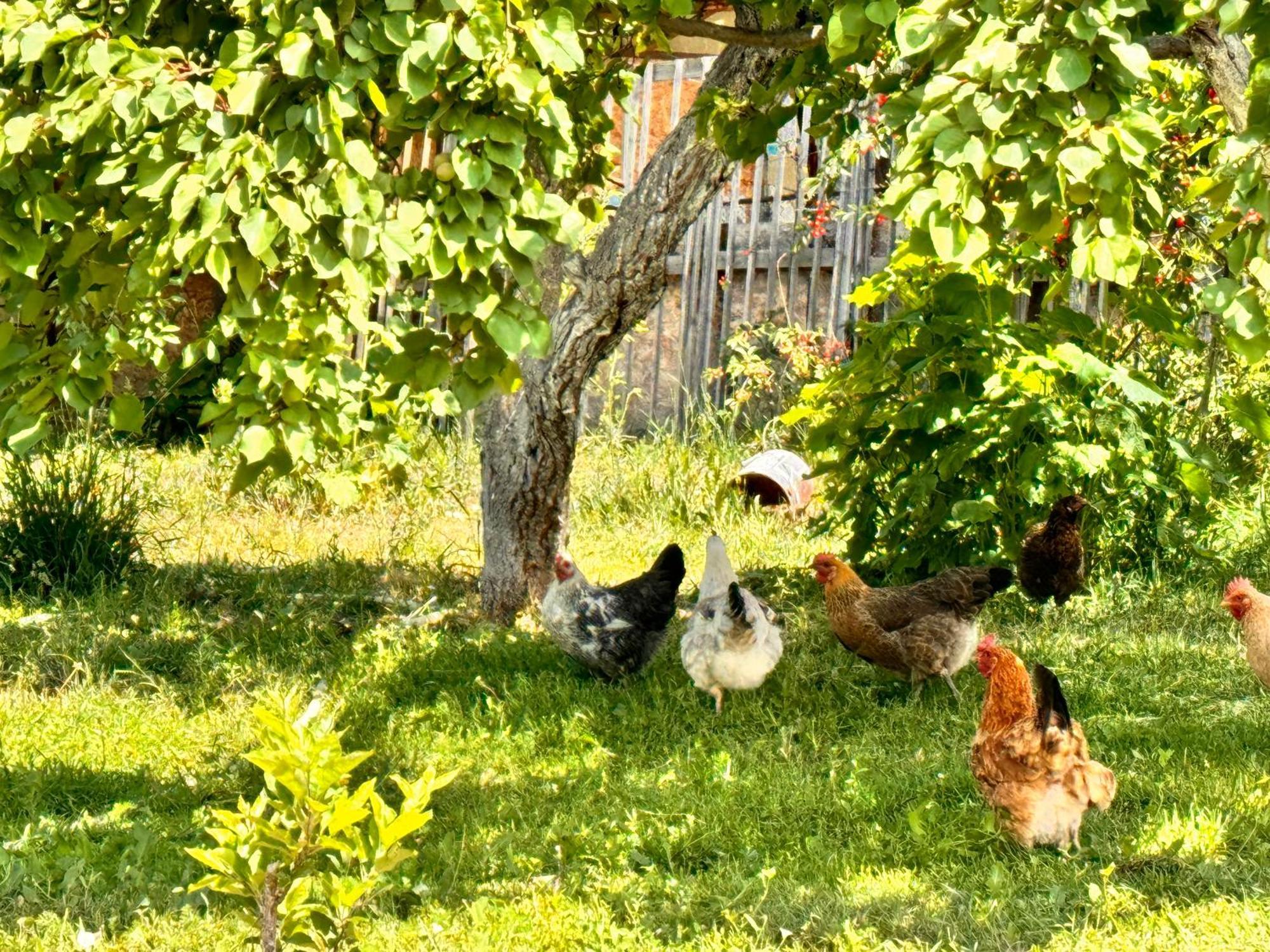 eco house summer garden Kaji-Say Eksteriør billede