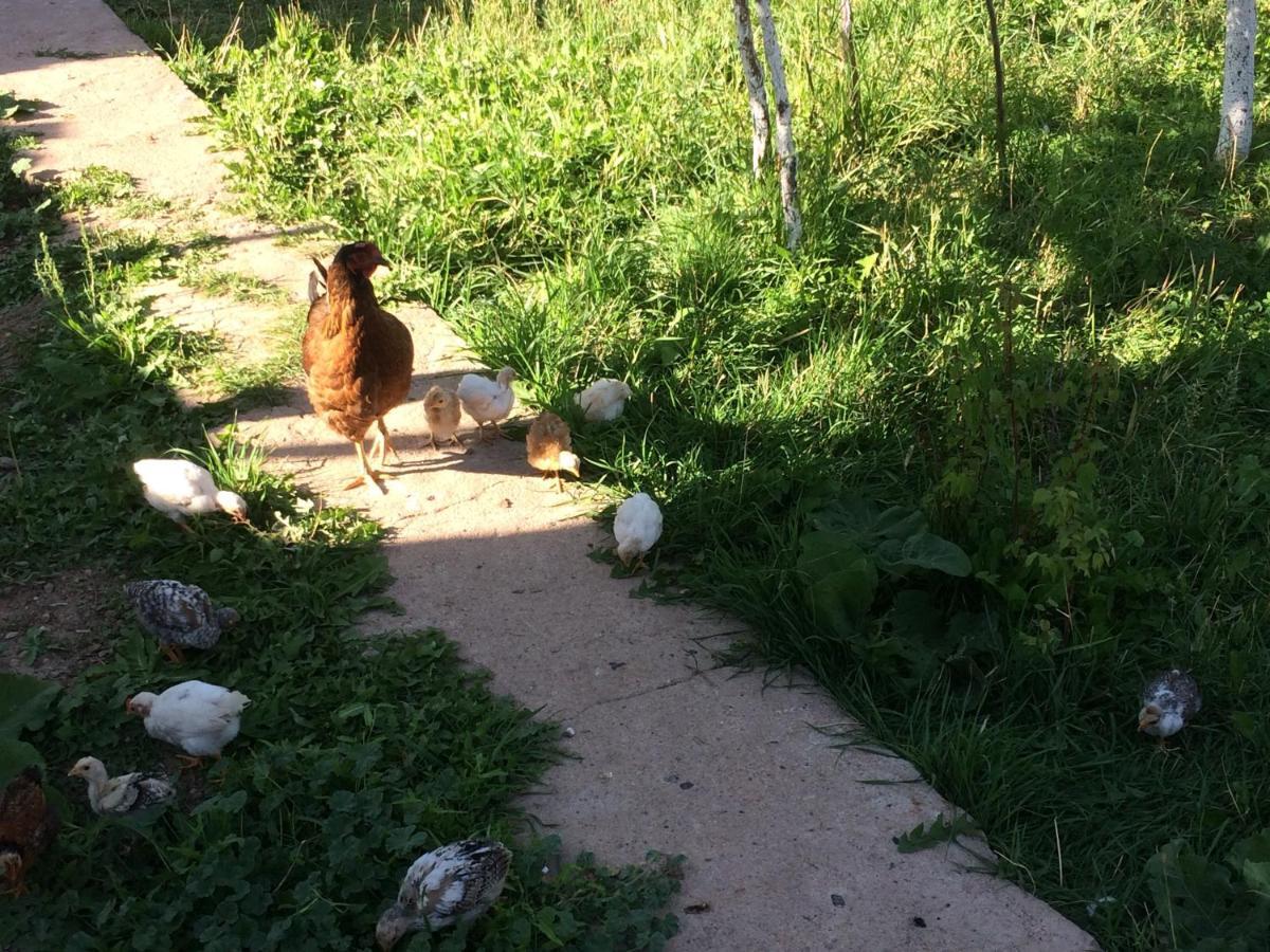 eco house summer garden Kaji-Say Eksteriør billede